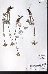  ( - CCDB-28092-G06)  @11 [ ] CreativeCommons - Attribution (2015) University of Alberta Herbarium University of Alberta Herbarium