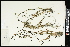  (Phyllospadix torreyi - CCDB-23395-A09)  @11 [ ] CreativeCommons - Attribution (2015) Agriculture and Agri-Food Canada Agriculture and Agri-Food Canada