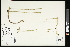  (Huperzia appressa - CCDB-23395-E04)  @11 [ ] CreativeCommons - Attribution (2015) Agriculture and Agri-Food Canada Agriculture and Agri-Food Canada