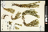  (Huperzia miyoshiana - CCDB-23395-F04)  @11 [ ] CreativeCommons - Attribution (2015) Agriculture and Agri-Food Canada Agriculture and Agri-Food Canada