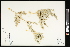  (Chenopodium watsonii - CCDB-23955-A06)  @11 [ ] CreativeCommons - Attribution (2015) Agriculture and Agri-Food Canada Agriculture and Agri-Food Canada