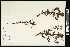  (Pedicularis pennellii - CCDB-24798-E07)  @11 [ ] CreativeCommons - Attribution (2015) Agriculture and Agri-Food Canada Agriculture and Agri-Food Canada