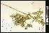  (Physalis longifolia - CCDB-24798-H08)  @11 [ ] CreativeCommons - Attribution (2015) Agriculture and Agri-Food Canada Agriculture and Agri-Food Canada