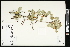  (Crataegus sheila-phippsiae - CCDB-24801-B09)  @11 [ ] CreativeCommons - Attribution (2015) Agriculture and Agri-Food Canada Agriculture and Agri-Food Canada