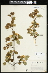  (Crataegus intricata - CCDB-24801-F12)  @11 [ ] CreativeCommons - Attribution (2015) Agriculture and Agri-Food Canada Agriculture and Agri-Food Canada