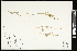  (Ranunculus cardiophyllus - CCDB-24803-A01)  @11 [ ] CreativeCommons - Attribution (2015) Agriculture and Agri-Food Canada Agriculture and Agri-Food Canada