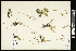  (Micranthes occidentalis - CCDB-24803-A09)  @11 [ ] CreativeCommons - Attribution (2015) Agriculture and Agri-Food Canada Agriculture and Agri-Food Canada