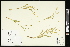  (Ranunculus alismifolius - CCDB-24803-D02)  @11 [ ] CreativeCommons - Attribution (2015) Agriculture and Agri-Food Canada Agriculture and Agri-Food Canada