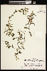  ( - CCDB-26261-C12)  @11 [ ] CreativeCommons - Attribution (2017) Maria Kuzmina Centre for Biodiversity Genomics