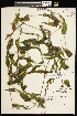  ( - CCDB-26261-D12)  @11 [ ] CreativeCommons - Attribution (2017) Maria Kuzmina Centre for Biodiversity Genomics