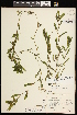  ( - CCDB-26261-E07)  @11 [ ] CreativeCommons - Attribution (2017) Maria Kuzmina Centre for Biodiversity Genomics