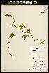  ( - CCDB-26261-F07)  @11 [ ] CreativeCommons - Attribution (2017) Maria Kuzmina Centre for Biodiversity Genomics