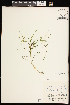  (Stuckenia filiformis ssp occidentalis - CCDB-26261-F09)  @11 [ ] CreativeCommons - Attribution (2017) Maria Kuzmina Centre for Biodiversity Genomics