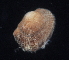  (Lunarca - WCH_1020)  @11 [ ] CreativeCommons - Attribution Non-Commercial Share-Alike (2017) Matthieu Leray Smithsonian Institution