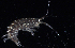  (Cymadusa compta - WCH_1028)  @11 [ ] CreativeCommons - Attribution Non-Commercial Share-Alike (2017) Matthieu Leray Smithsonian Institution