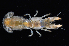  (Upogebia affinis - WCH_1154)  @11 [ ] CreativeCommons - Attribution Non-Commercial Share-Alike (2017) Matthieu Leray Smithsonian Institution