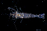  ( - WCH_1165)  @11 [ ] CreativeCommons - Attribution Non-Commercial Share-Alike (2017) Matthieu Leray Smithsonian Institution