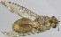 ( - VBDGS042024A01)  @11 [ ] Copyright (2024) Luis M. Hernandez-Triana Animal and Plant Health Agency