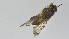  ( - VBDGS042024A02)  @11 [ ] Copyright (2024) Luis M. Hernandez-Triana Animal and Plant Health Agency
