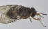  (Glossina tachinoides - VBDGS042024A08)  @11 [ ] Copyright (2024) Luis M. Hernandez-Triana Animal and Plant Health Agency