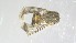  ( - VBDGS032024C03)  @11 [ ] Copyright (2024) Luis M. Hernandez-Triana Animal and Plant Health Agency