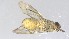  ( - VBDGS032024D02)  @11 [ ] Copyright (2024) Luis M. Hernandez-Triana Animal and Plant Health Agency