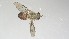  ( - VBDGS032024D04)  @11 [ ] Copyright (2024) Luis M. Hernandez-Triana Animal and Plant Health Agency