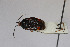 ( - Het_inatura-WR_0085)  @12 [ ] CreativeCommons  Attribution Non-Commercial Share-Alike (2016) Wolfgang Rabitsch Wolfgang Rabitsch