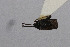  ( - Het_inatura-WR_0106)  @12 [ ] CreativeCommons  Attribution Non-Commercial Share-Alike (2016) Wolfgang Rabitsch Wolfgang Rabitsch