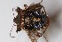  ( - Het_inatura-WR_0111)  @11 [ ] CreativeCommons  Attribution Non-Commercial Share-Alike (2016) Wolfgang Rabitsch Wolfgang Rabitsch