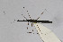 ( - Het_inatura-WR_0134)  @13 [ ] CreativeCommons  Attribution Non-Commercial Share-Alike (2016) Wolfgang Rabitsch Wolfgang Rabitsch