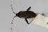  ( - Het_inatura-WR_0137)  @13 [ ] CreativeCommons  Attribution Non-Commercial Share-Alike (2016) Wolfgang Rabitsch Wolfgang Rabitsch