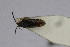  ( - Het_inatura-WR_0161)  @12 [ ] CreativeCommons  Attribution Non-Commercial Share-Alike (2016) Wolfgang Rabitsch Wolfgang Rabitsch