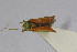  ( - Het_inatura-WR_0162)  @12 [ ] CreativeCommons  Attribution Non-Commercial Share-Alike (2016) Wolfgang Rabitsch Wolfgang Rabitsch
