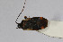  ( - Het_inatura-WR_0179)  @13 [ ] CreativeCommons  Attribution Non-Commercial Share-Alike (2016) Wolfgang Rabitsch Wolfgang Rabitsch
