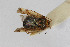  ( - Het_inatura-WR_0207)  @11 [ ] CreativeCommons  Attribution Non-Commercial Share-Alike (2016) Wolfgang Rabitsch Wolfgang Rabitsch