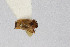  ( - Het_inatura-WR_0267)  @11 [ ] CreativeCommons  Attribution Non-Commercial Share-Alike (2016) Wolfgang Rabitsch Wolfgang Rabitsch