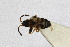  ( - Het_inatura-WR_0360)  @12 [ ] CreativeCommons  Attribution Non-Commercial Share-Alike (2016) Wolfgang Rabitsch Wolfgang Rabitsch