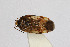  ( - Het_inatura-WR_0389)  @13 [ ] CreativeCommons  Attribution Non-Commercial Share-Alike (2016) Wolfgang Rabitsch Wolfgang Rabitsch