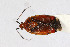  ( - Het_inatura-WR_0407)  @11 [ ] CreativeCommons  Attribution Non-Commercial Share-Alike (2016) Wolfgang Rabitsch Wolfgang Rabitsch