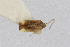  ( - Het_inatura-WR_0408)  @12 [ ] CreativeCommons  Attribution Non-Commercial Share-Alike (2016) Wolfgang Rabitsch Wolfgang Rabitsch