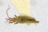  ( - Het_inatura-WR_0436)  @12 [ ] CreativeCommons  Attribution Non-Commercial Share-Alike (2016) Wolfgang Rabitsch Wolfgang Rabitsch