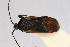  ( - Het_inatura-WR_0515)  @12 [ ] CreativeCommons  Attribution Non-Commercial Share-Alike (2016) Wolfgang Rabitsch Wolfgang Rabitsch