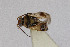  ( - Het_inatura-WR_0535)  @13 [ ] CreativeCommons  Attribution Non-Commercial Share-Alike (2016) Wolfgang Rabitsch Wolfgang Rabitsch