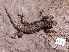  ( - CHIVC373)  @11 [ ] Unspecified (default): All Rights Reserved  V. Corbalán IADIZA-CONICET