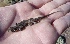  ( - CHIVC522)  @11 [ ] Unspecified (default): All Rights Reserved  V. Corbalán IADIZA-CONICET