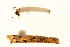 ( - 10PROBE-19123)  @12 [ ] CreativeCommons - Attribution (2010) CBG Photography Group Centre for Biodiversity Genomics