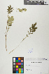  ( - POPEAS02-160687)  @11 [ ] Copyright (2017) RAVA Regione Autonoma Valle d'Aosta - Aree protette - Museo regionale di Scienze naturali E. Noussan