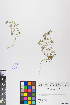  ( - TRSARND19-250700)  @11 [ ] Copyright (2017) RAVA Regione Autonoma Valle d'Aosta - Aree protette - Museo regionale di Scienze naturali E. Noussan