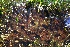  ( - UTMICM04-010813)  @11 [ ] Copyright (2017) RAVA Regione Autonoma Valle d'Aosta - Aree protette - Museo regionale di Scienze naturali E. Noussan